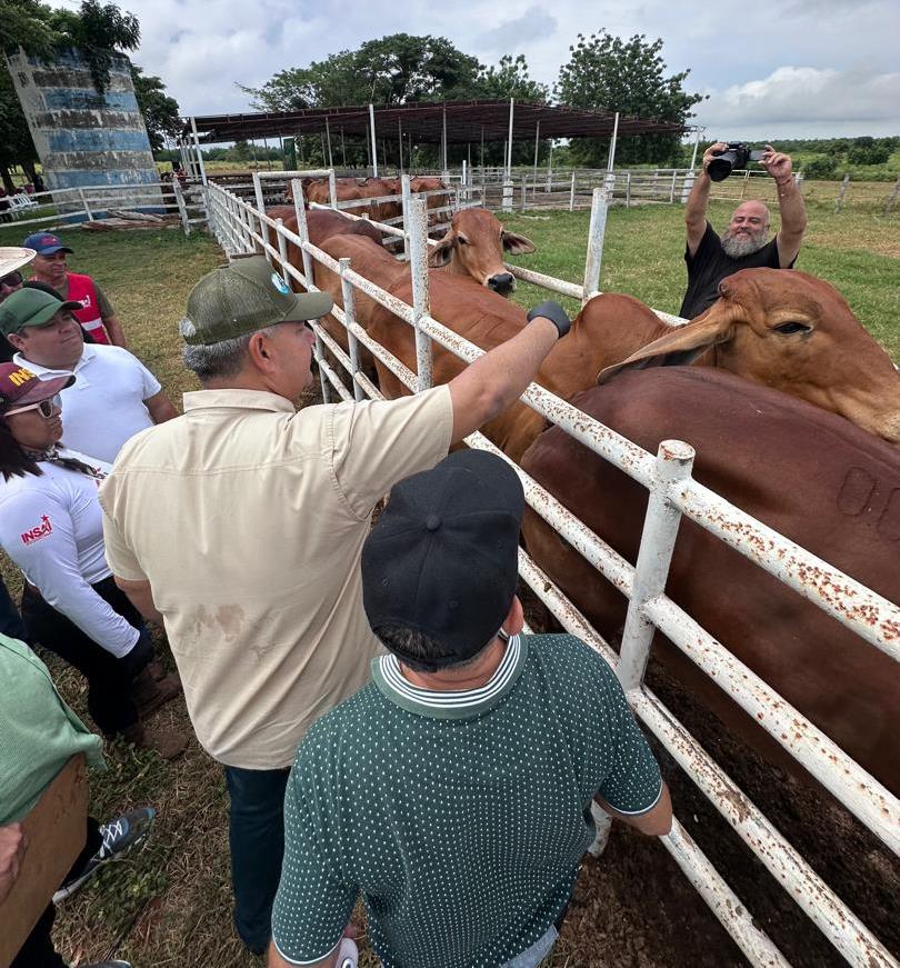 Zulia ocupa primer lugar del país en cobertura de vacunación antiaftosa con 978.000 dosis aplicadas