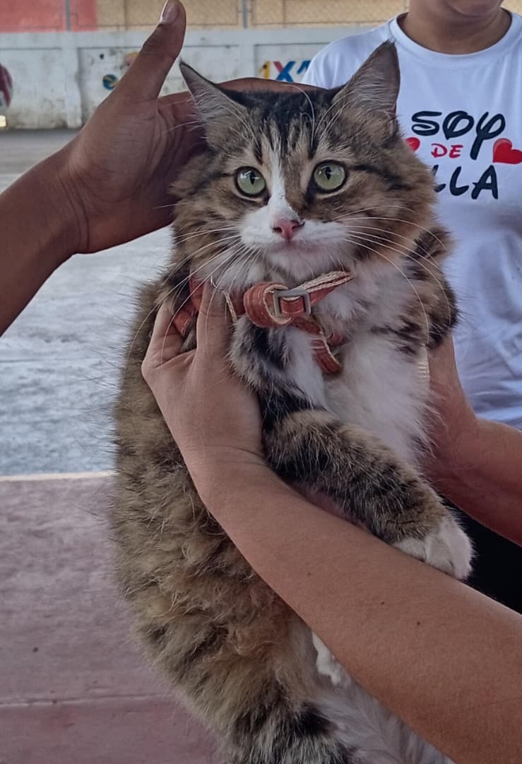 UMPASFA San Francisco inicia censo para esterilización de mascotas