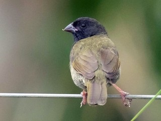 Los tordillos alegran los patios de la urbanización La Trinidad