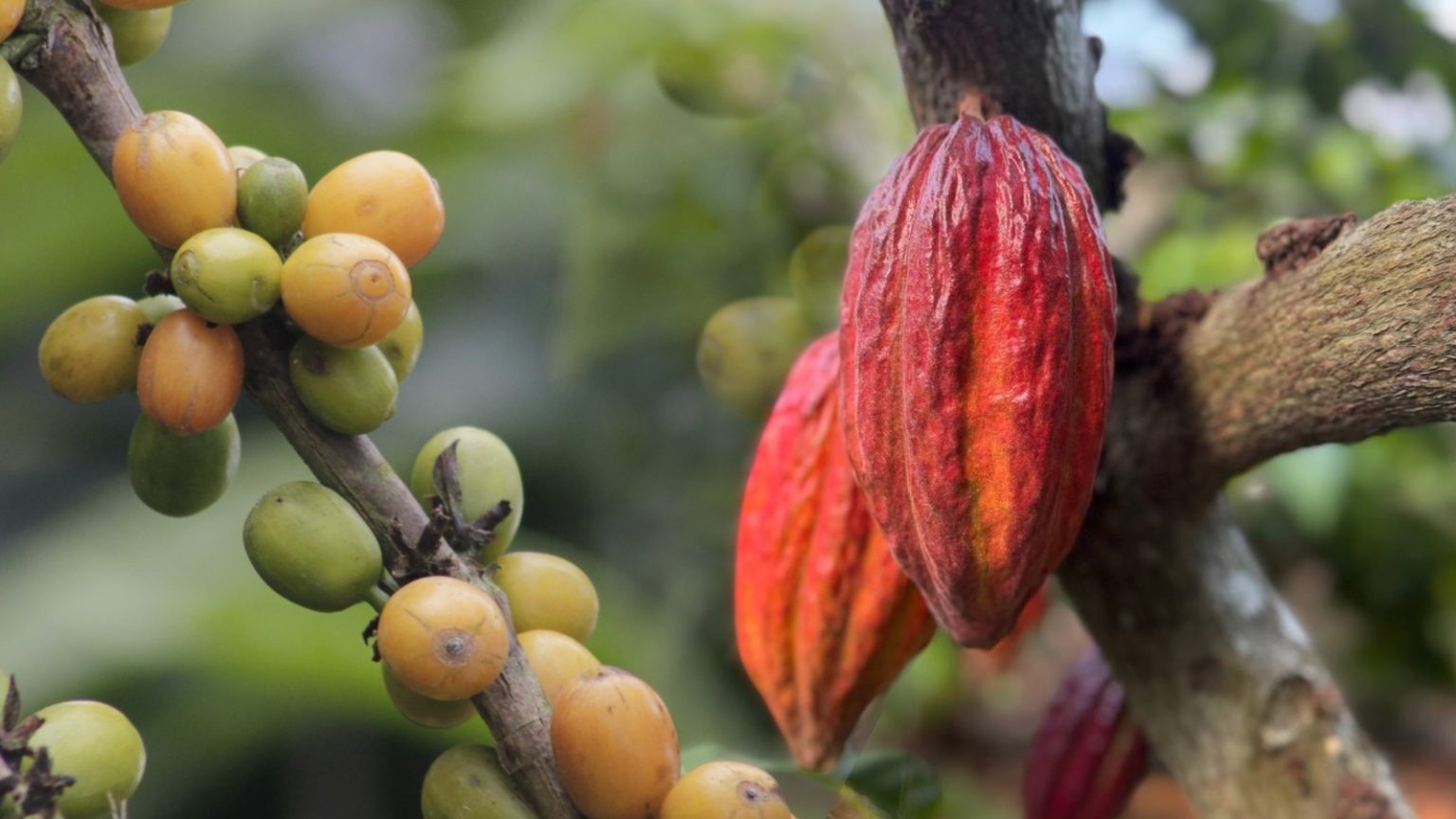 Más de 80 marcas participarán en la feria artesanal Café, Cacao, Cocuy y Miel