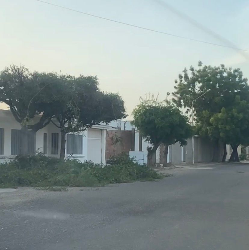 Alcaldía de Maracaibo sancionó a dos ciudadanos por tala y disposición ilegal de árboles