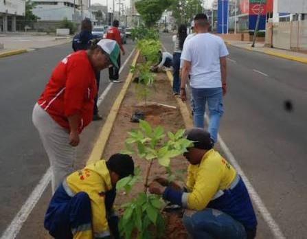 Maracaibo discute nueva ordenanza para regular la arborización urbana