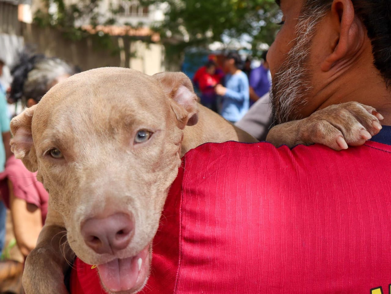 ¿Necesitas esterilizar tu mascota?, acude al Impa