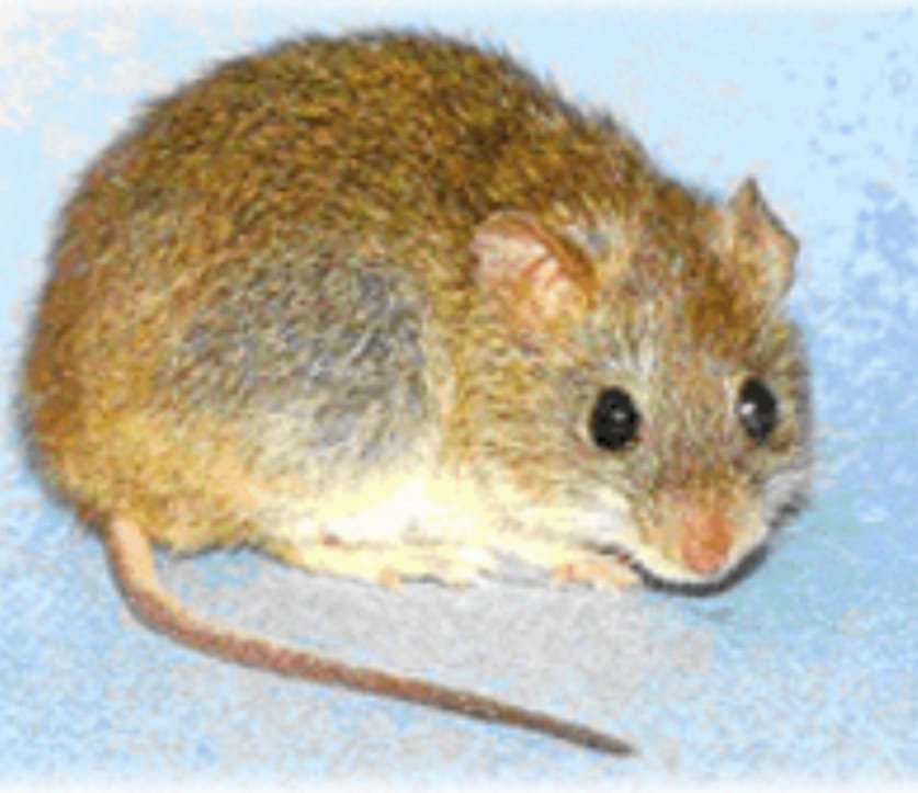 Cuidados con el hantavirus