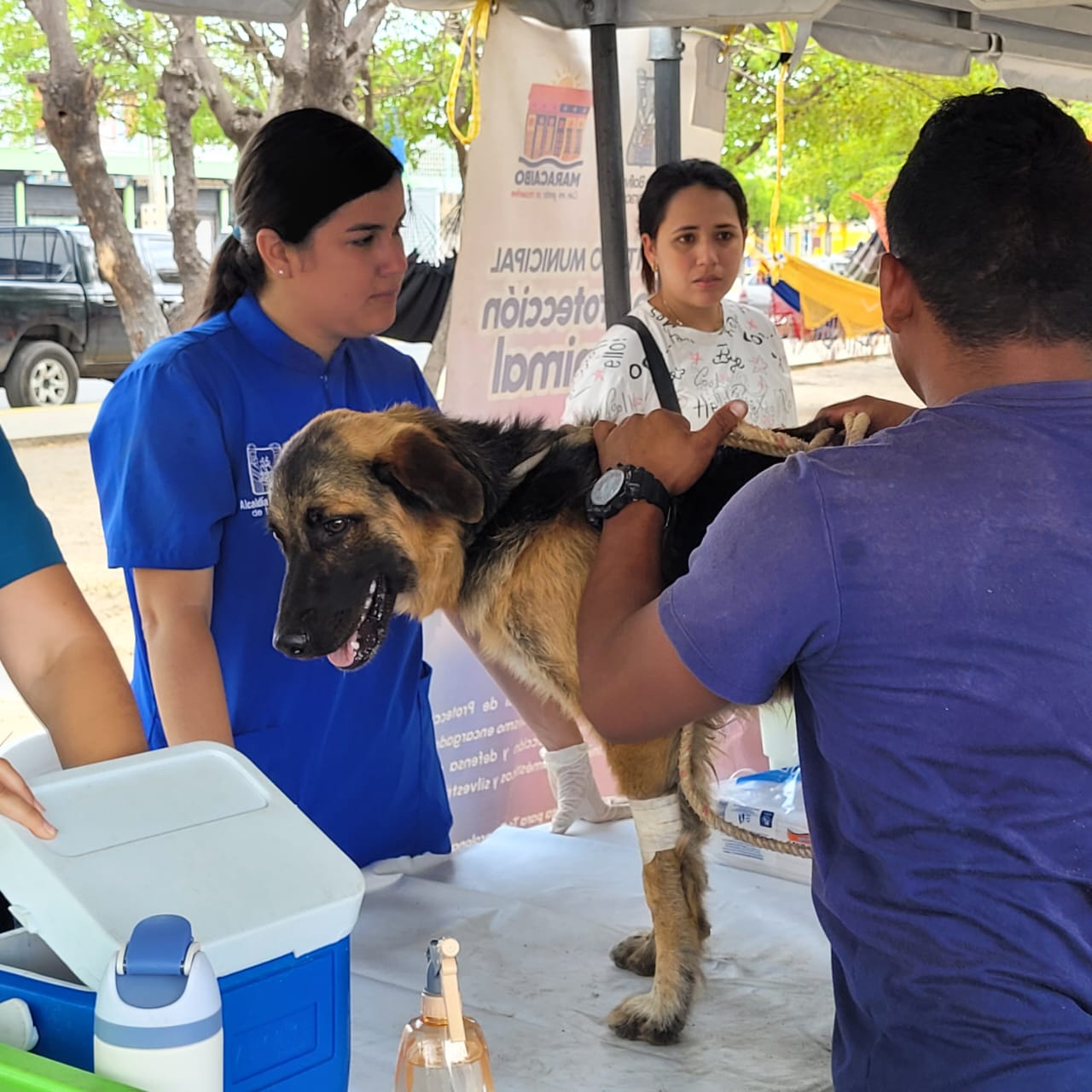 Maracaibo se incorpora al plan regional de vacunación antirrábica tras alerta epidemiológica