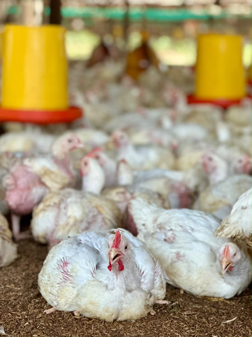 El Zulia produce 1.200.000 kilos de carne de pollo semanal