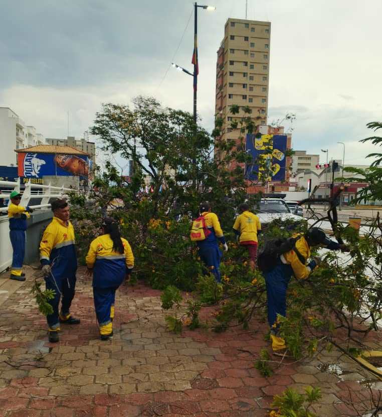 Alcaldía de Maracaibo desplegada en la calle ante reportes de árboles caídos