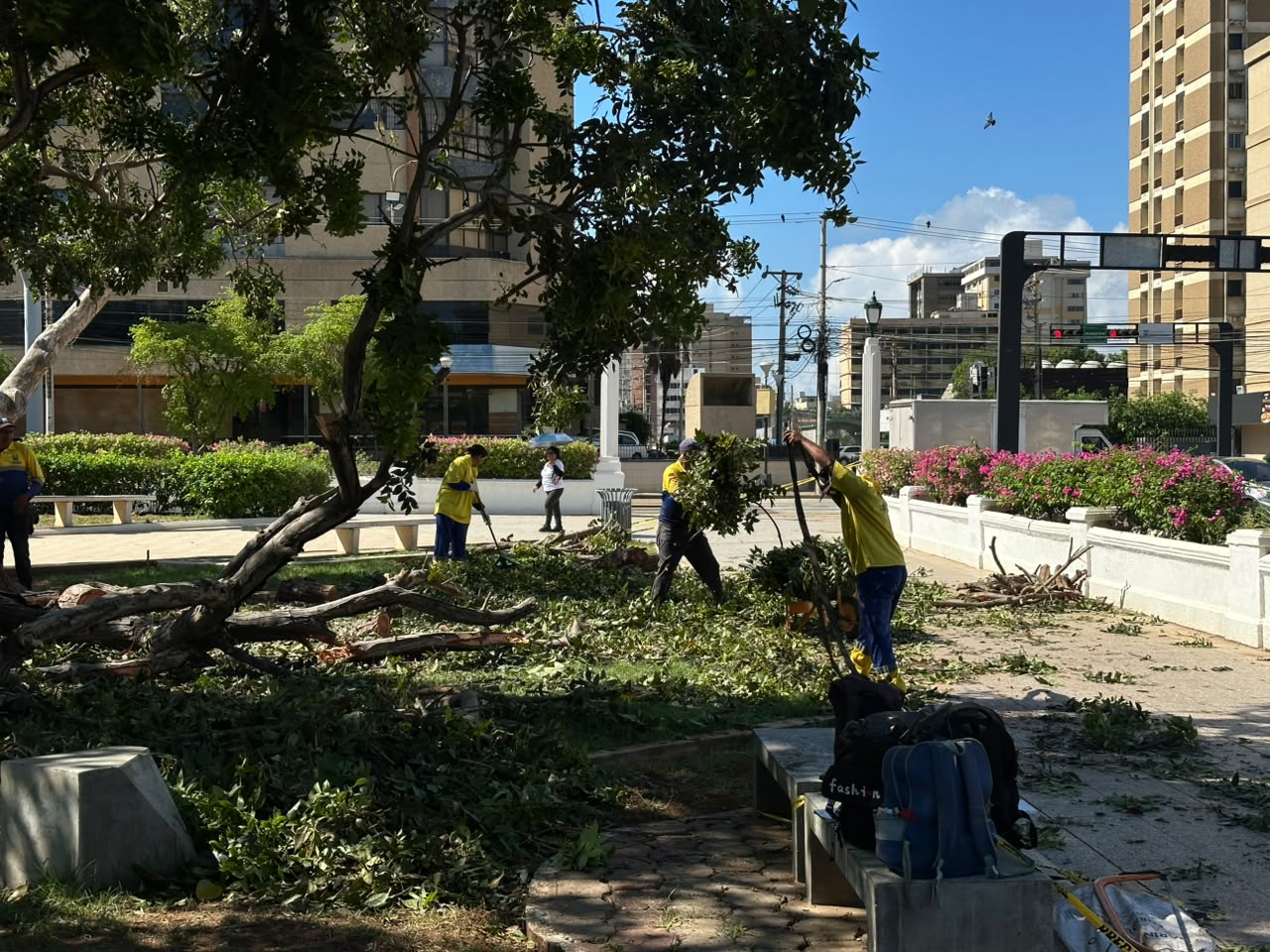 Alcaldía de Maracaibo sigue en la calle atendiendo las emergencias por árboles caídos