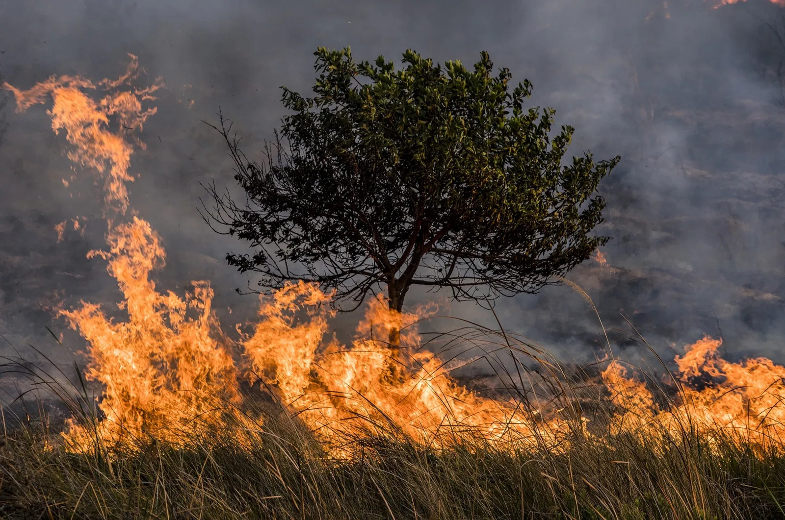 Semana de la Prevención de los Incendios Forestales: un llamado urgente a la conciencia ambiental