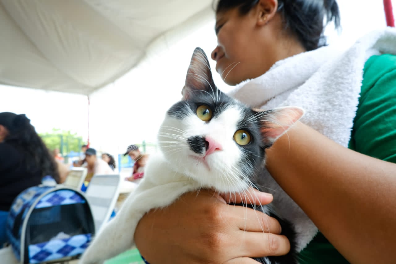 IMPA atiende hasta 120 mascotas en cada jornada de esterilización en Maracaibo