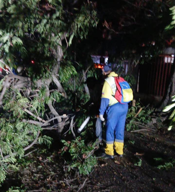 Alcaldía de Maracaibo atiende en operativo nocturno de emergencia caída de árboles por fuertes vientos en la ciudad