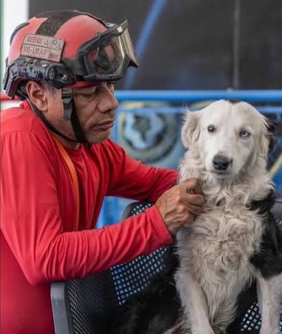 Tsunami, el canino rescatista, llegará a Maracaibo para recibir homenaje