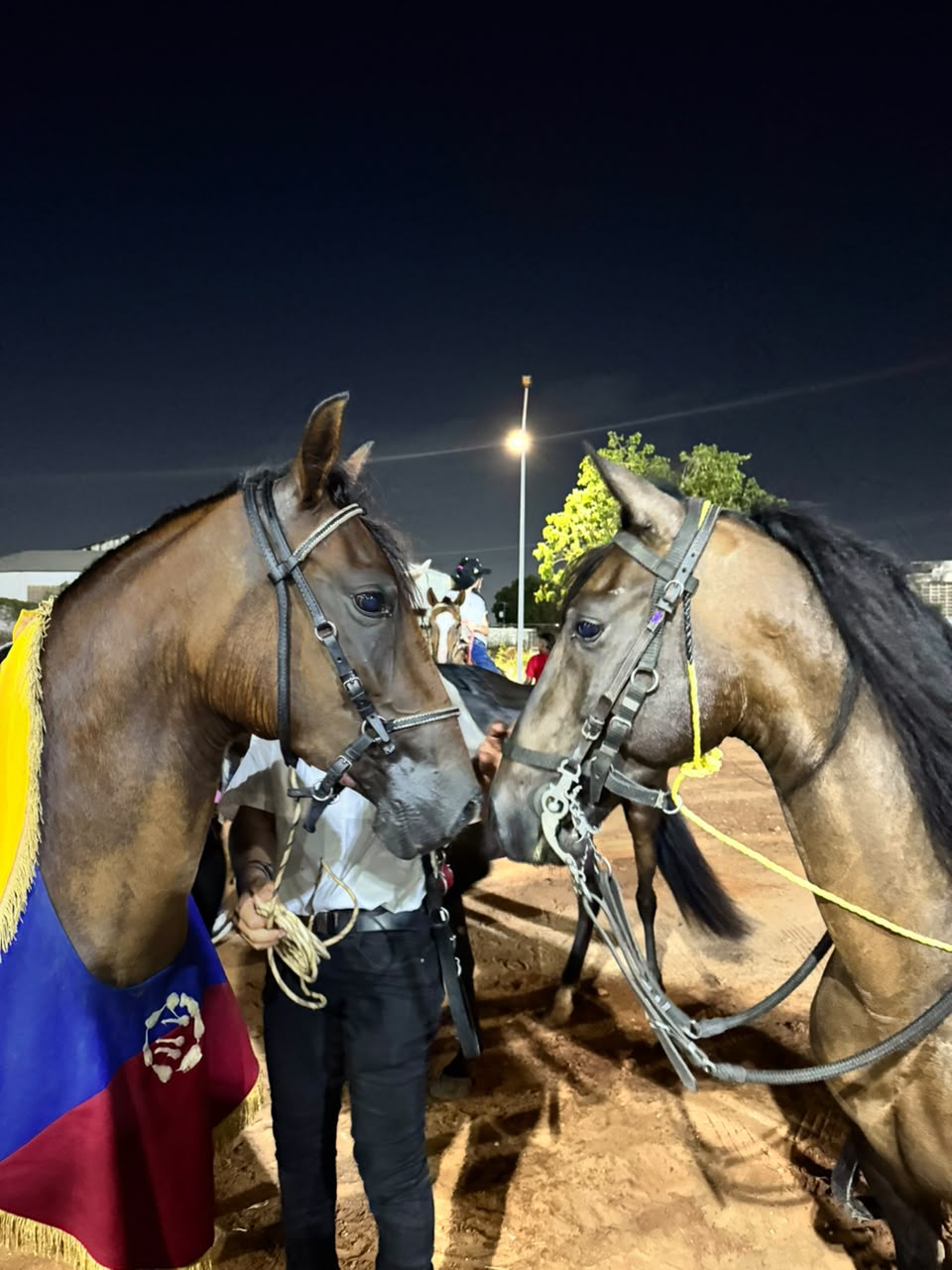 Vistosa exhibición de caballos de paso en homenaje al aniversario de Maracaibo