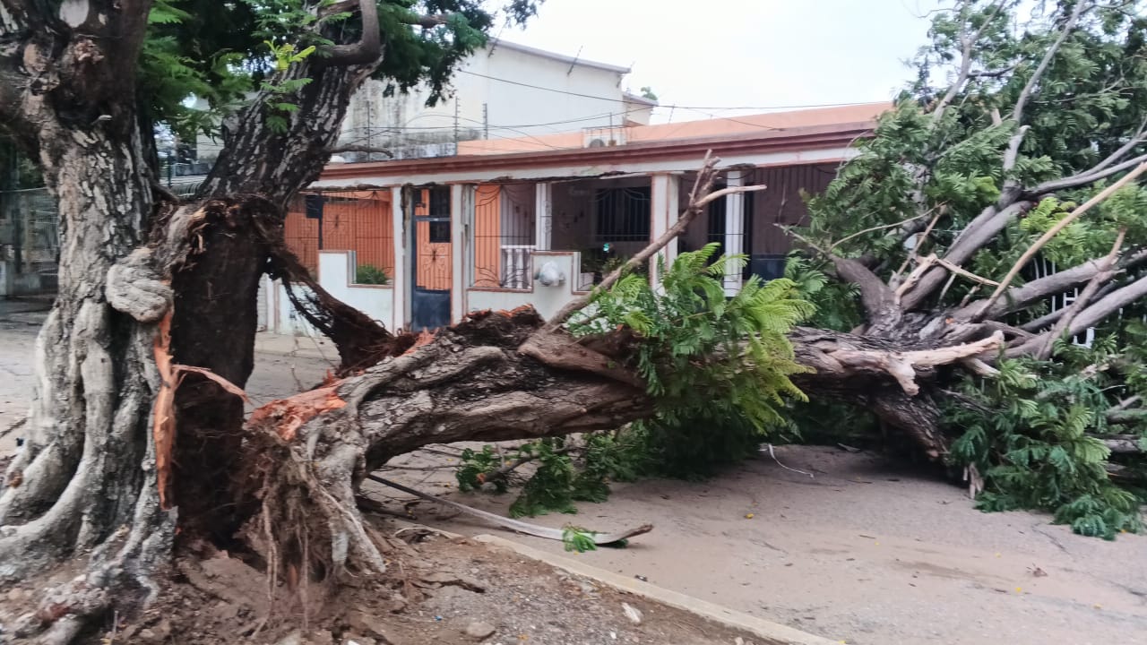 Alcalde Di Martino: Organismos de prevención atienden afectaciones tras fuerte lluvia con vientos huracanados