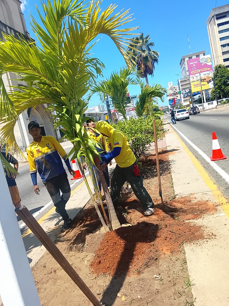 Instituto Municipal del Ambiente despliega operativo de siembra en Bella Vista
